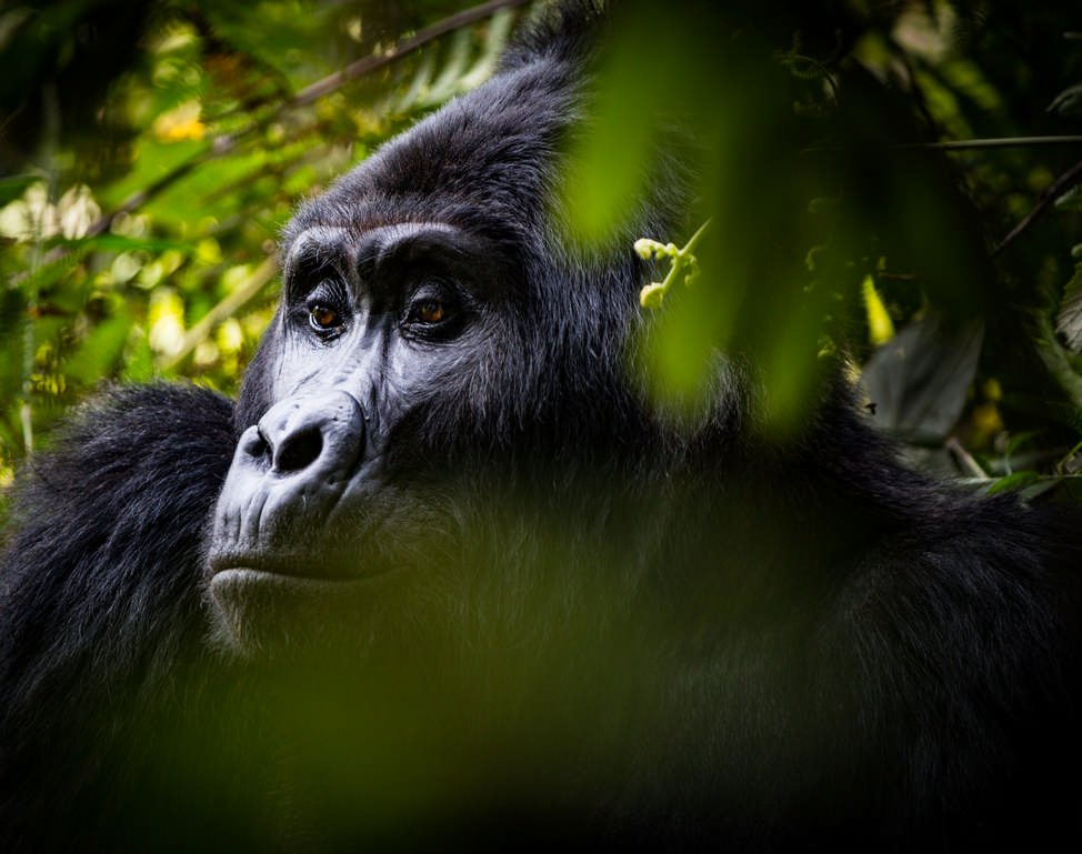 Gorilla Trekking Guide