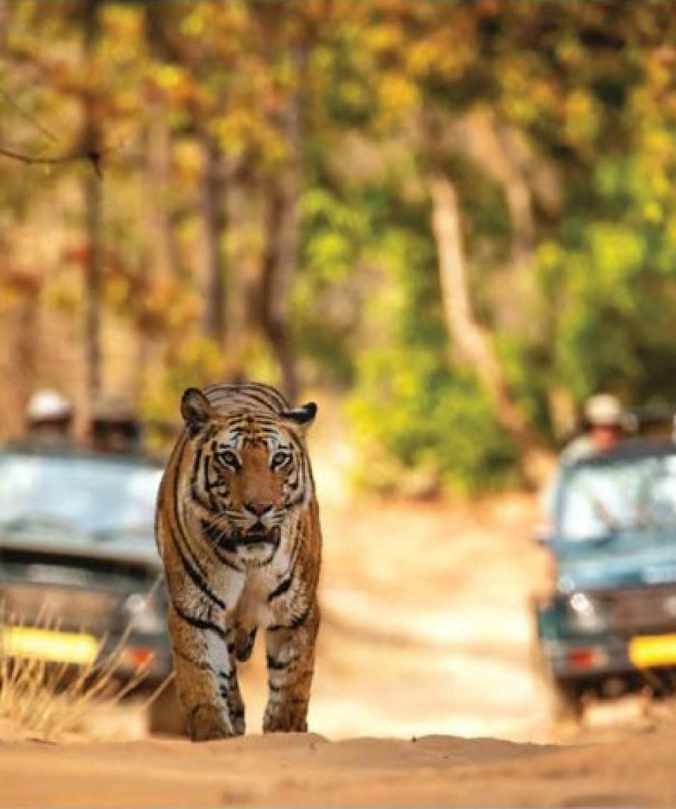 Rajasthan and North India Wildlife Tour travel package